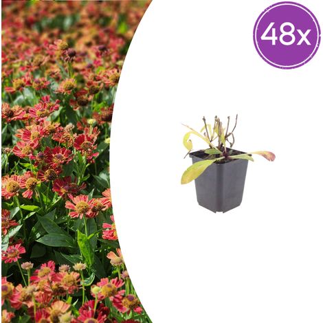 Helenium 'Moerheim Beauty' - Lot de 48 Plantes Vivaces pour Massif - Fleurs Jaunes - Pot Ø9cm - PANGIVO (1/5)