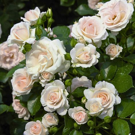 Gardenaria Rosa rampicante 'Aspirin Rose' - Rosa da giardino - Altezza: 180 cm (vaso 20) (1/4)