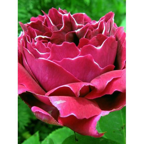 Rosier ancien hybride remontant 'Baron Girod de l'Ain'® Pot de 4L/5L (1/2)