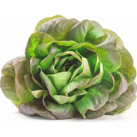 N.12 PIANTE DI INSALATA LATTUGA CANASTA IN ALVEOLO (foto reale) piante da orto