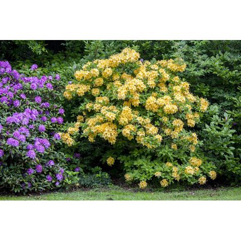 Sommergrüne Azalee 'Goldpracht' Rhododendron lut.'Goldpracht' C 5 30- 40