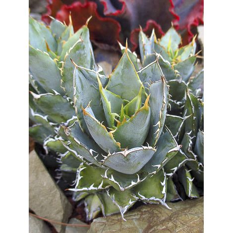 Agave à la craie Pot de 12 cm / 13 cm