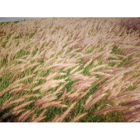 Gardenaria Stipa tenuissima - Graminacea ornamentale da esterno - Altezza: 40 cm (vaso 17) (1/4)