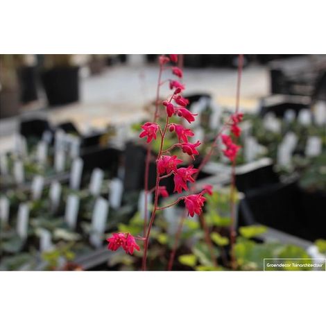 12 x Heuchera sanguinea 'Leuchtkäfer' - Purplebell en pot de 9x9cm