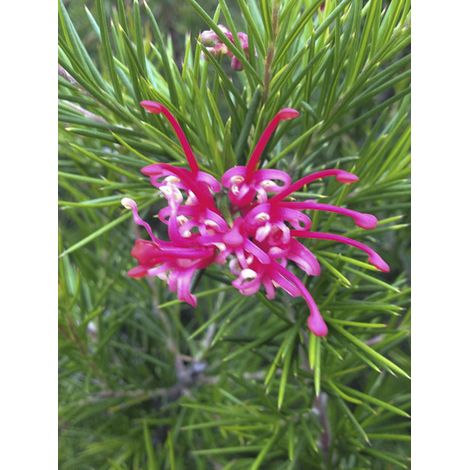 Grévillier à feuilles de genévrier 'Canberra Gem' Pot de 2L/3L