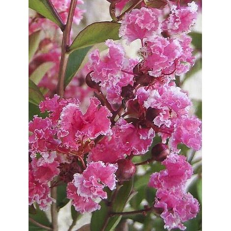 Lilas des Indes 'Berlingot Menthe' Pot de 3L/4L, Touffe (1/3)