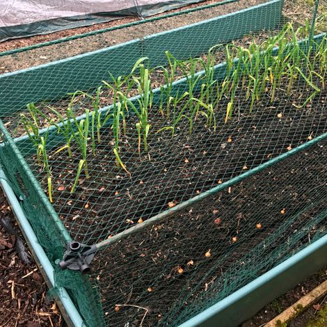 No Frills Fruit & Veg Cage with Bird Net - 0.75m x 0.75m x 0.65m high (1/5)