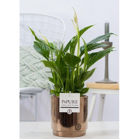 Spathiphyllum Fleur de Lune Plante d'Intérieur avec Pot en Céramique Bronze Doré Ø12cm H35cm - PANGIVO
