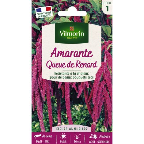 Vilmorin – Amarante Queue de Renard – Graines de fleurs pour semis en avril – Fleurs pourpres – Exposition ensoleillée