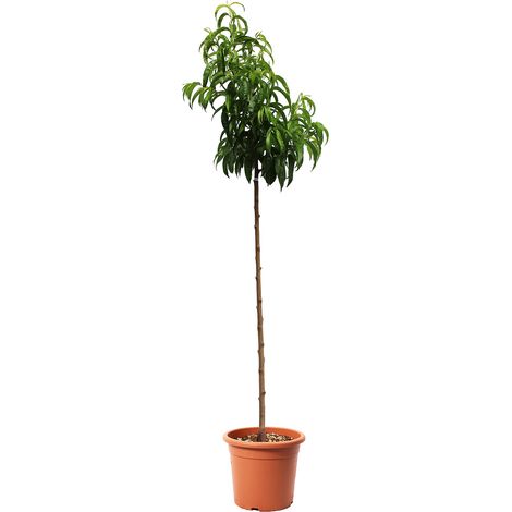 Pianta di Pesco Nettarina - Pesca Noce - Prunus Persica - Alberello da Frutto - Vaso Ø 24 cm (1/3)