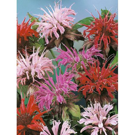 Monarde 'Superb Mixed' le sachet de 250 graines (0,15g) (1/2)