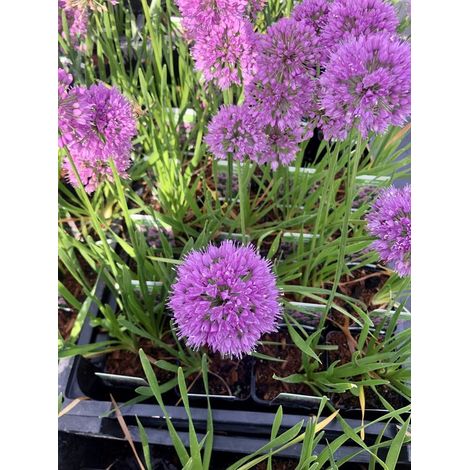 6 x Allium 'Millenium' - Oignon ornemental - Pot de 9 x 9 cm (1/2)