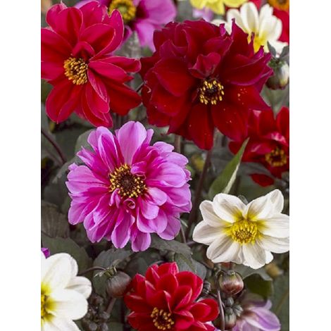 Dahlia variabilis 'Redskin' Sachet de 0.5g