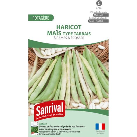 Haricot à rames Maïs – Période de semis : avril à juin – Plante grimpante pour treillis – Longueur des gousses 18 cm – Peau fine pour cassoulet – Sanrival