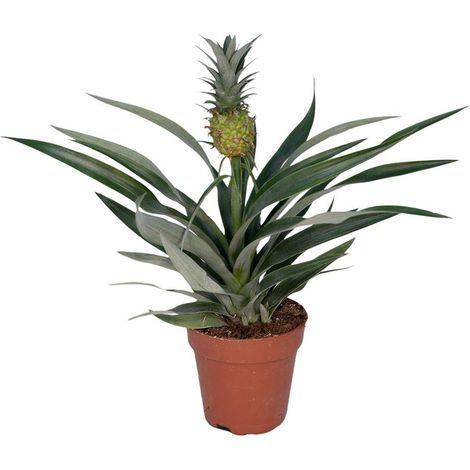 Bromelia Ananas Plante d’Intérieur Tropicale Feuillage Pointu Pot 12 cm Hauteur 30 cm - PANGIVO (1/5)