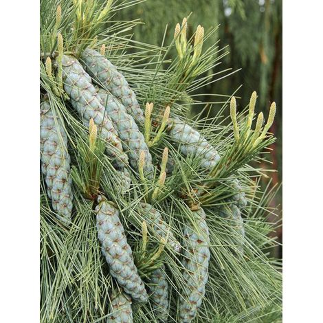 Pin 'Wiethorst' Pot de 7,5L/10L (1/5)