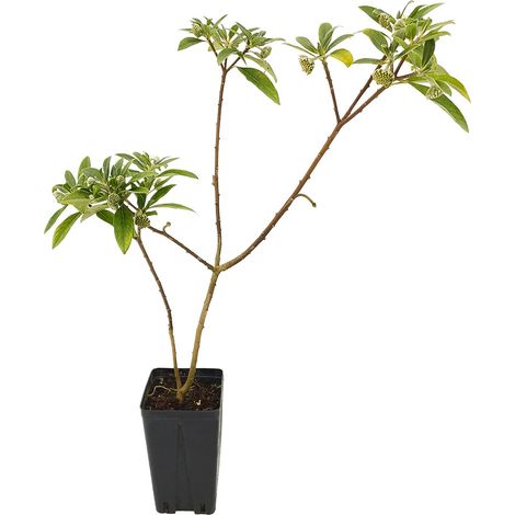 Edgeworthia chrysantha - vaso quadro 12x12x20 cm (1/2)