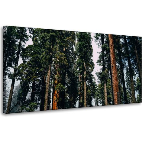 Leinwanddruck Natur Wald Nadelbäume 80x40