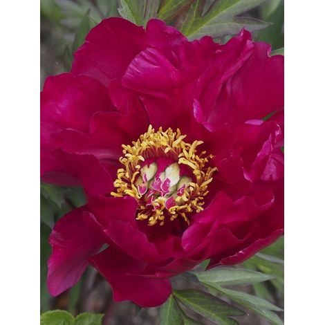 Pivoine 'Scarlet Heaven' Souche 3/5 yeux