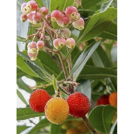 Arbousier, Arbre à fraises 'Roselily ' Pot de 3L/4L