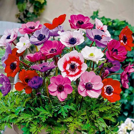 Bloomique - Mix van 50 - Anemone De Caen - Tuinanemoon - Mix van Kleuren - Bloembollen - Voorjaarsbloeiend - Meerjarige Planten - Groeit tot 20-25 cm (1/5)