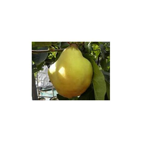 Pera Cotogna (Pianta di 3 anni) (1/2)
