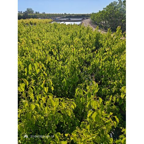 Camphrier Cinnamomum Camphora Buisson 24 cm Plante Aromatique Persistante