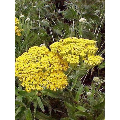 Achillée 'Parker' Godet de 8/9 cm (1/2)