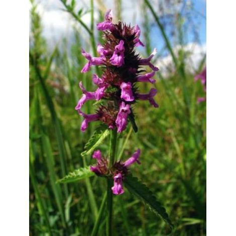 Bétoine officinale, Épiaire Godet de 8/9 cm (1/3)