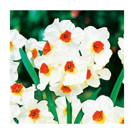 NARCISSE GÉRANIUMS - 10 BULBES