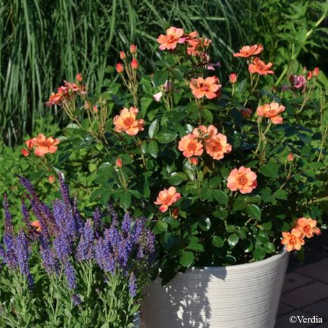 Rosier paysager Decorosier® Baïa®/Pot de 5L - 40/60 cm (1/4)