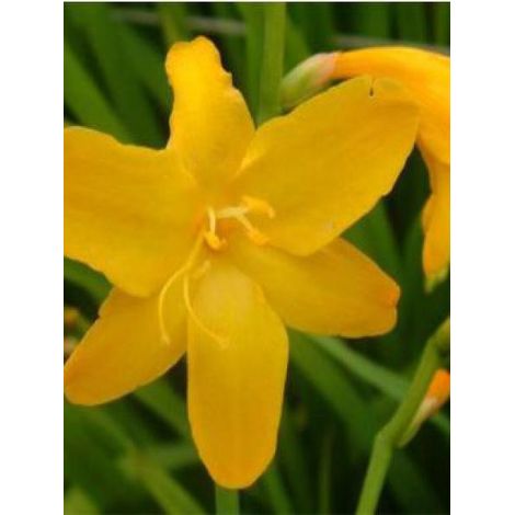 Montbrétia 'Buttercup' Godet de 8/9 cm calibre 7+ (1/2)