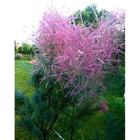 Tamaris d'été 'Pink Cascade' Pot de 2L/3L (1/2)