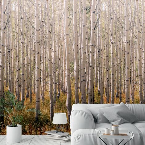 Papier peint forêt de bouleaux 159x280cm (1/4)