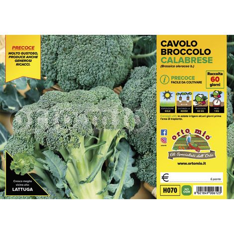 6 PIANTE IN PACK CAVOLO BROCCOLO PRECOCE HERACLION ORTOMIO