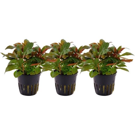 Aquarium Pflanze 3 Stück Ludwigia glandulosa Tropica Nr.035A Set