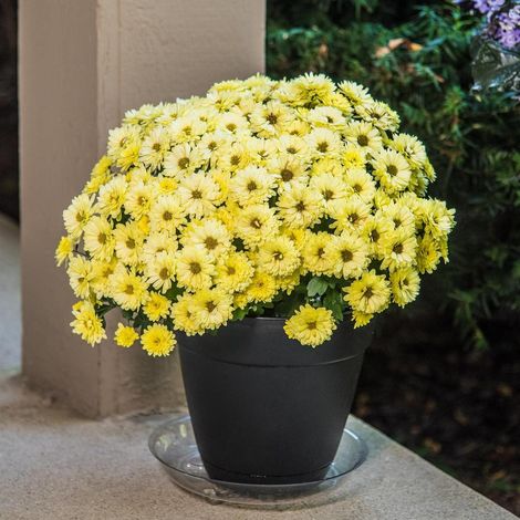 2000 graines de marguerite Anji jaune, graines de fleurs, naturellement parfumées, adaptées à la plantation en jardin, engrais inclus. (1/5)