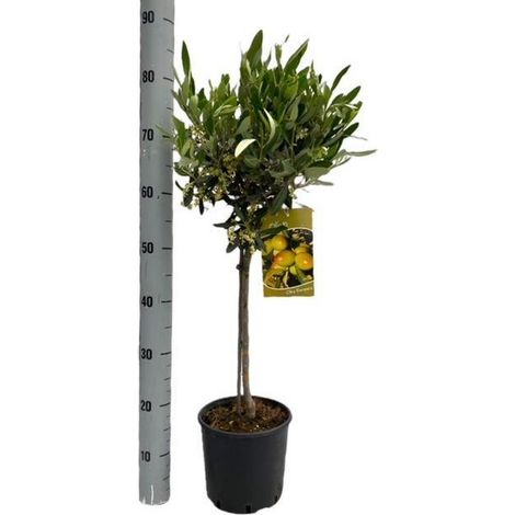 Olivier Olea Europaea sur tige plante méditerranéenne feuillage gris vert pot 19 cm H90 cm - PANGIVO