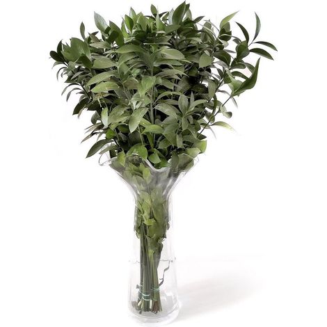Ruscus Flor Natural Ramo de 50 tallos Verde 80cm de alto