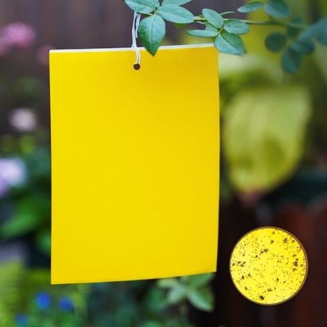 Lot de 50 pièges adhésifs jaunes pour les plantes d'intérieur - Anti-parasites - Avec panneaux jaunes - Lutte contre les moustiques