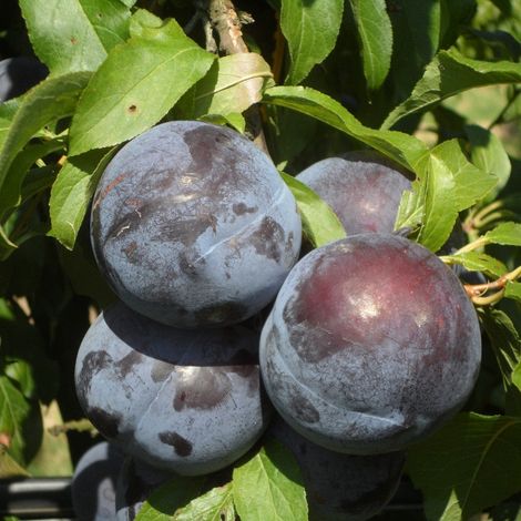 PIANTA DA FRUTTO SUSINO BLACK AMBER in vaso 20 età 2/3 anni (foto reali)
