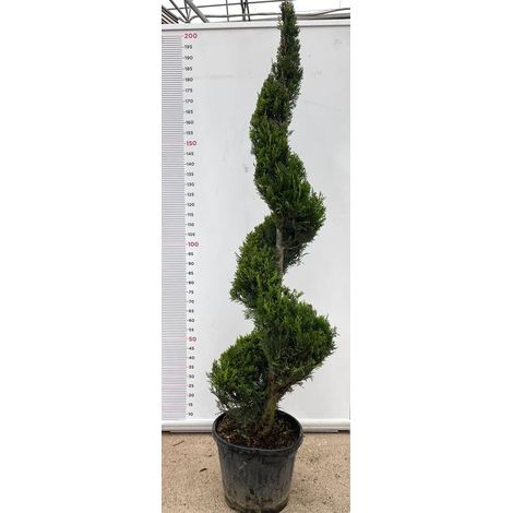 PIANTA DI CUPRESSOCYPARIS LEYLANDII SPIRALE VASO CLT 30 H. 150/170  (foto reali)