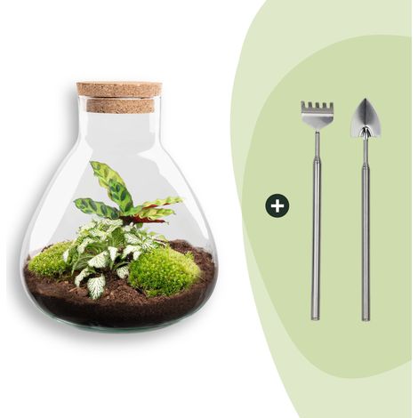 Terrarium DIY Kit Écosystème Autonome avec Calathea et Fittonia - H 27 x Ø 22,5 cm - PANGIVO (1/2)