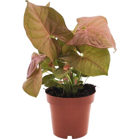 Syngonium Neon - Plante d'intérieur décorative - Feuilles en forme de flèche - Ø 12 cm - H 25 cm - PANGIVO (1/5)