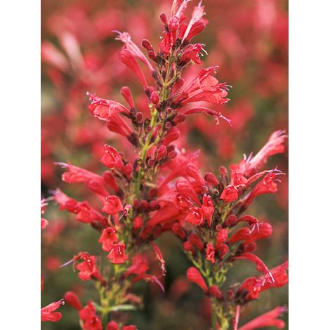Agastache 'Kudos Red' Godet de 8/9 cm (1/2)