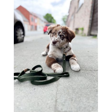 Laisse Réglable pour Chien en Corde de Chanvre Naturel et Laiton Vieilli Vert Forêt 2,20 m - PANGIVO