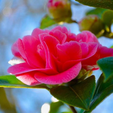 Pépinières Naudet – Camélia 'Debbie' – Arbuste persistant 1-2m – Fleurs roses en hiver – Exposition mi-ombre à soleil – Rusticité jusqu'à -5°C (1/5)