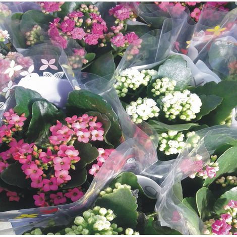 Planta Kalanchoe Variado de Colores.