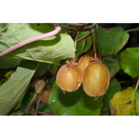 Vivaio Garden Forest – Kiwi Actinidia chinensis autofertile – Arbre fruitier grimpant – Fruits sucrés riches en vitamine C – Hauteur 150cm