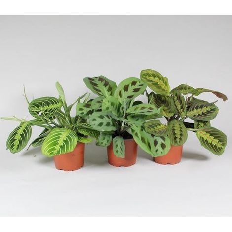 Maranta Leuconeura Fascinator Mix 3 Variétés Plante d’Intérieur Feuillage Décoratif Hauteur 30 cm - PANGIVO